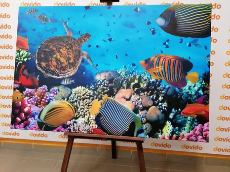 STAMPA SU TELA – MONDO SOTTOMARINO - QADRI DI ANIMALI MARINI - STAMPE E QUADRI