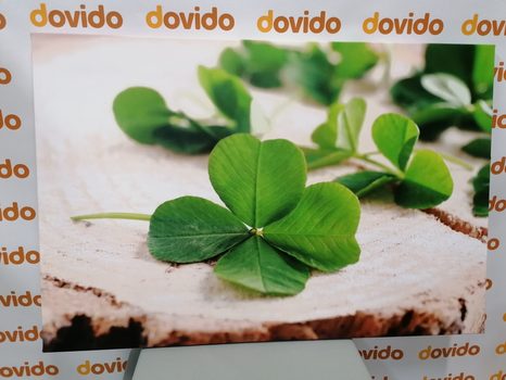 SLIKA ZELENE ŠTIRIPERESNE DETELJICE - SLIKE TIHOŽITJE - SLIKE