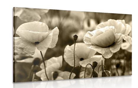 CANVAS PRINT FIELD OF WILD POPPIES IN SEPIA - BLACK AND WHITE PICTURES - PICTURES