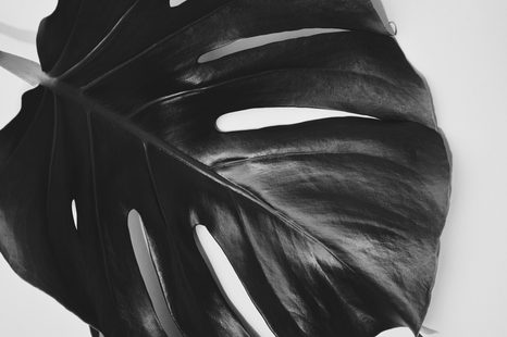 OBRAZ LIST MONSTERY V ČERNOBÍLÉM PROVEDENÍ - ČERNOBÍLÉ OBRAZY - OBRAZY