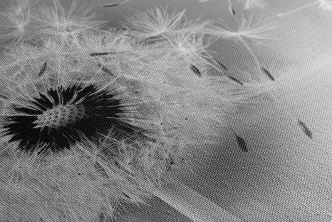 WANDBILD BEZAUBERNDER LÖWENZAHN IN SCHWARZ-WEISS - SCHWARZ-WEISSE BILDER - BILDER