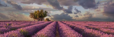 OBRAZ ZEMĚ LEVANDULOVÝCH POLÍ - OBRAZY PŘÍRODY A KRAJINY - OBRAZY