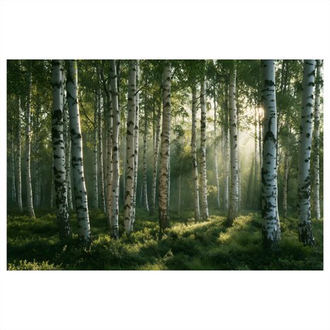 TABLEAU SUR TOILE – FORÊT DE BOULEAUX À L’AUBE - TABLEAUX FORÊT - TABLEAUX