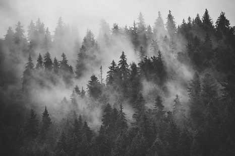 WALL MURAL FOREST IN A BLACK AND WHITE FOG - WALLPAPERS - 🔥 TOTAL SALE 🔥