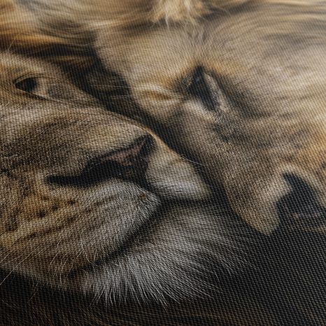 OBRAZ LVÍ LÁSKA V DIVOČINĚ - OBRAZY LVI A TYGŘI - OBRAZY