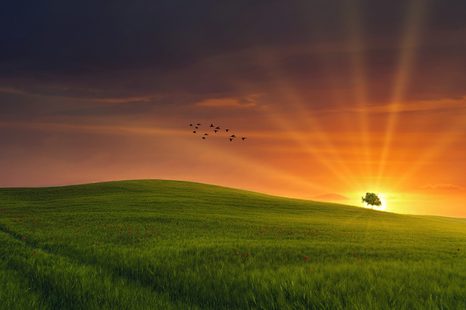 TAPETA STROM NA LÚKE - TAPETY PRÍRODA - TAPETY