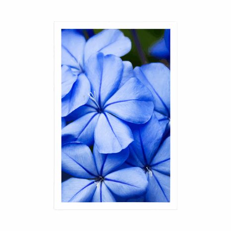POSTER WILDE BLAUE BLUMEN - BLUMEN - POSTER