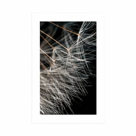 POSTER – BELLEZZA DEL DENTE DI LEONE - FIORI - POSTER