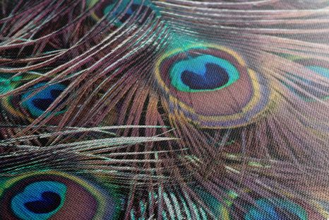 SLIKA PAVJE PERO - SLIKE TIHOŽITJE - SLIKE