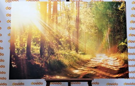 CANVAS SCHILDERIJ ZONNESTRALEN IN HET BOS - SCHILDERIJEN - MEGA UITVERKOOP TOT 70% 🔥