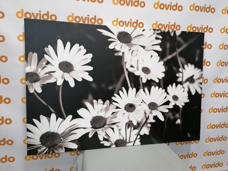 КАРТИНА НА ПЛАТНО – МАРГАРИТКИ В ГРАДИНАТА В ЧЕРНО-БЯЛО ИЗПЪЛНЕНИЕ - ЧЕРНО-БЕЛИ КАРТИНИ - КАРТИНИ