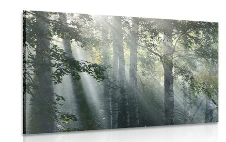 QUADRO DI RAGGI DI SOLE IN UNA FORESTA NEBBIOSA - QUADRI DI NATURA E PAESAGGIO - QUADRI