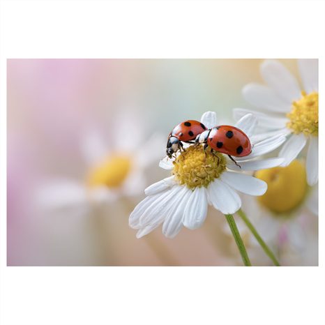 OBRAZ BERUŠKY NA KVĚTINĚ - OBRAZY ZVÍŘAT - OBRAZY