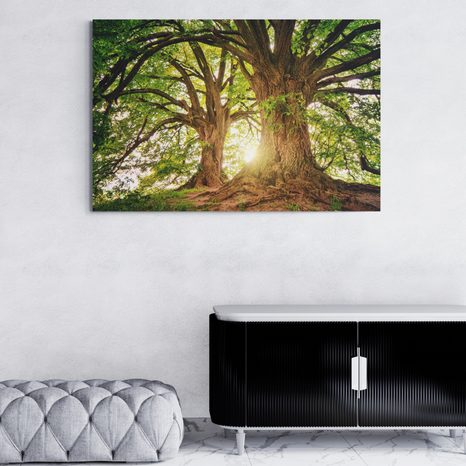 WANDBILD MAJESTÄTISCHE BÄUME - BILDER - 🔥 TOTALAUSVERKAUF