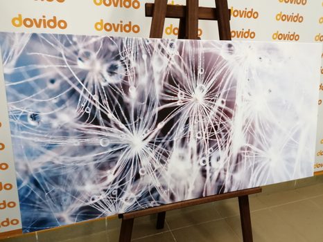 WANDBILD MAKRO DES LÖWENZAHNS - BILDER BLUMEN - BILDER