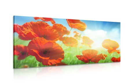 CANVAS PRINT POPPIES IN THE MEADOW - PICTURES FLOWERS - PICTURES