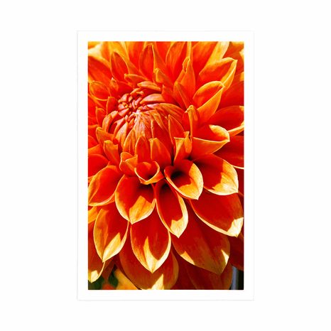 PLAGÁT ORANŽOVÁ DÁLIA - KVETY - PLAGÁTY