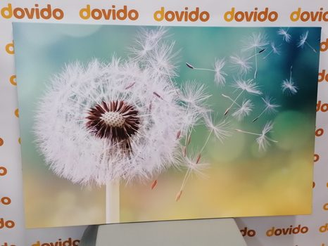 TABLOU PĂPĂDIE MAGICĂ - TABLOU FLORI - TABLOURI