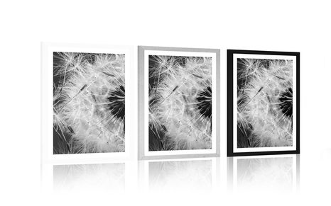 PLAKAT S PASPARTUJEM SEMENA REGRATOVE LUČKE V ČRNOBELI VARIANTI - ČRNOBELI - PLAKATI