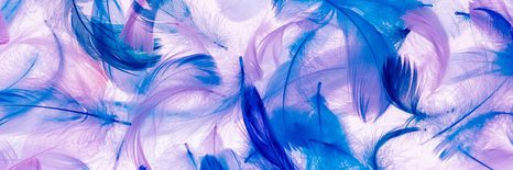 OBRAZ PIĘKNE PIÓRA - OBRAZY MARTWA NATURA - OBRAZY