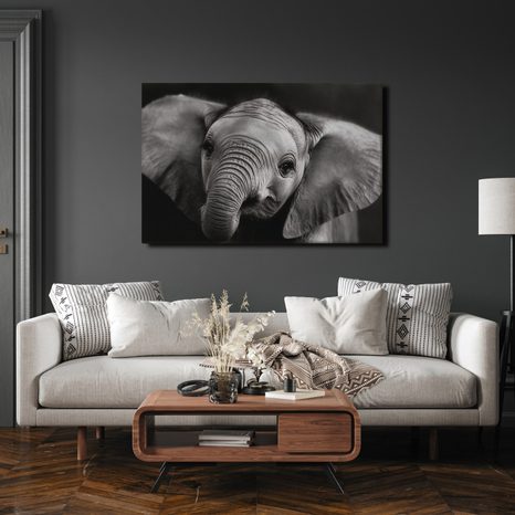 OBRAZ SLONÍ MLÁDĚ V DETAILU - OBRAZY SLONI - OBRAZY