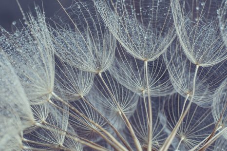 SLIKA JUTRANJA ROSA NA REGRATOVI LUČKI - SLIKE ROŽ - SLIKE