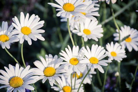 TABLEAU SUR TOILE – MARGUERITES DANS LE JARDIN - TABLEAUX DE FLEURS - TABLEAUX