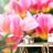 Fototapeta livada ružičastih tulipana