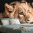 SELF ADHESIVE WALL MURAL LION CUB - SELF-ADHESIVE WALLPAPERS - WALLPAPERS