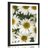 POSTER – FIORI CURATIVI DI CAMOMILLA - FIORI - POSTER