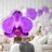 SAMOLEPIACA TAPETA ORCHIDEA NA ABSTRAKTNOM POZADÍ - SAMOLEPIACE TAPETY - TAPETY