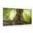 CANVAS PRINT TREE ROOT - PICTURES OF NATURE AND LANDSCAPE - PICTURES