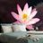 SELF ADHESIVE WALLPAPER PINK WATER LILY - SELF-ADHESIVE WALLPAPERS - WALLPAPERS