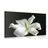 Picture of a beautiful white lily on a black background