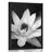 POSTER BLACK AND WHITE WATER LILY - BLACK AND WHITE - POSTERS