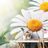 WALL MURAL DAISY FLOWERS - WALLPAPERS - 🔥 TOTAL SALE 🔥