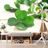 WALL MURAL GREEN FOUR-LEAF CLOVERS - WALLPAPERS NATURE - WALLPAPERS