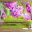 Foto tapeta - Lilac flowers
