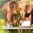 Tapet autoadeziv familie de elefanți