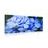 Slika slikovite modre rože