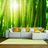 Photo wallpaper sunlit bamboo