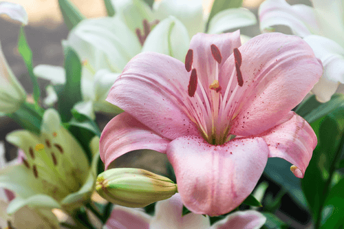 WANDBILD AUFGEBLÜHTE LILIE IM GARTEN - BILDER BLUMEN - BILDER