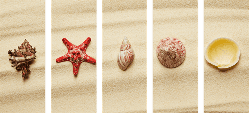 5-PIECE CANVAS PRINT SEASHELLS ON A SANDY BEACH - PICTURES OF NATURE AND LANDSCAPE - PICTURES