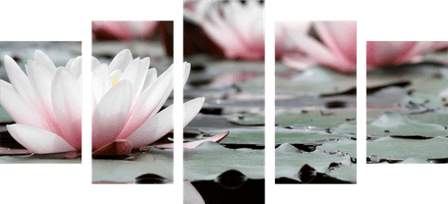 5-PIECE CANVAS PRINT LOTUS FLOWER - PICTURES FLOWERS - PICTURES