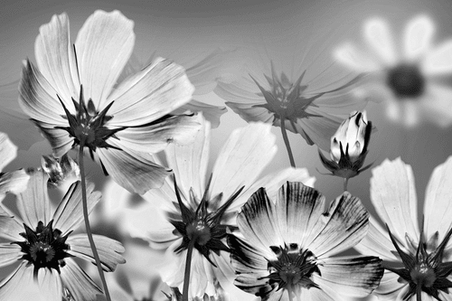 CANVAS PRINT SUMMER FLOWERS IN BLACK AND WHITE - BLACK AND WHITE PICTURES - PICTURES