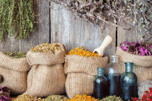 CANVAS PRINT MEDICINAL HERBS - PICTURES OF FOOD AND DRINKS - PICTURES