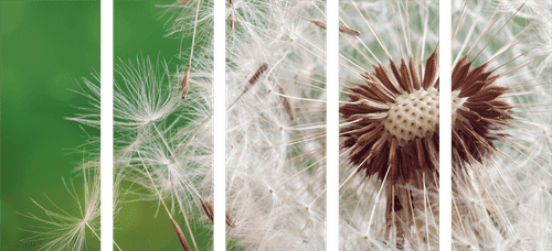 5-PIECE CANVAS PRINT DANDELION SEEDS - PICTURES FLOWERS - PICTURES