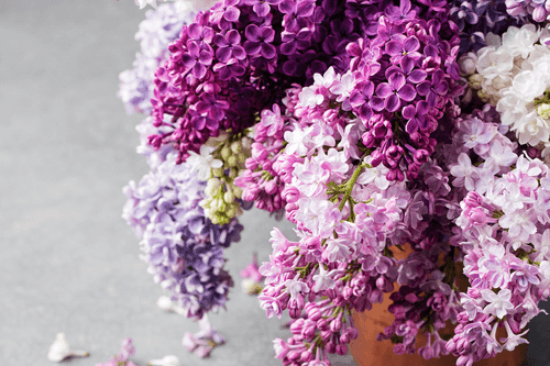 WANDBILD FLIEDER IN ROSA TÖNEN - BILDER BLUMEN - BILDER