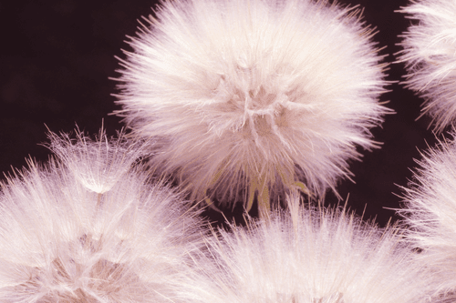 WANDBILD LÖWENZAHN AUF DUNKLEM HINTERGRUND - BILDER BLUMEN - BILDER