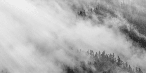 WANDBILD NEBLIGER WALD IN SCHWARZ-WEISS - SCHWARZ-WEISSE BILDER - BILDER